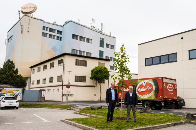 Braumeister Manuel Düregger und Thomas Santler, regionaler Verkaufsdirektor, begutachten den neu gepflanzten Baum bei der Brauerei in Villach