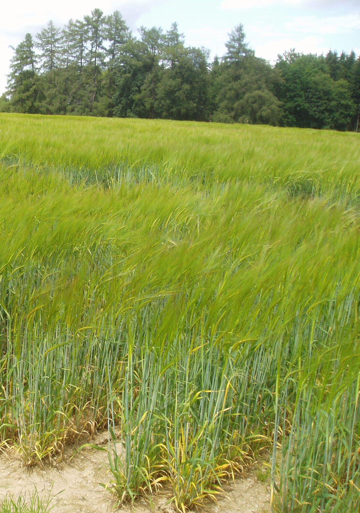 Gersten-Zuchtgarten